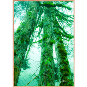 Quadro Três Árvores - 001 - Moldura Filete Crua