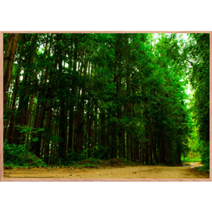 Quadro Arvoredo - 002 - Moldura Filete Crua