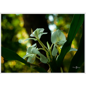 Quadro Flor - 004 - Moldura Filete Branco