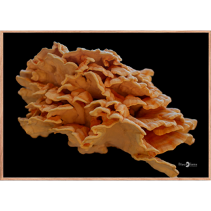 Quadro Cogumelo 005 - Moldura Filete Crua