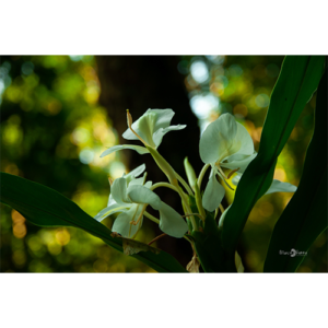 Pôster Flor - 004