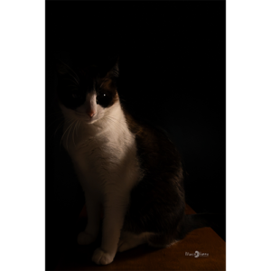 Pôster Gato - 010