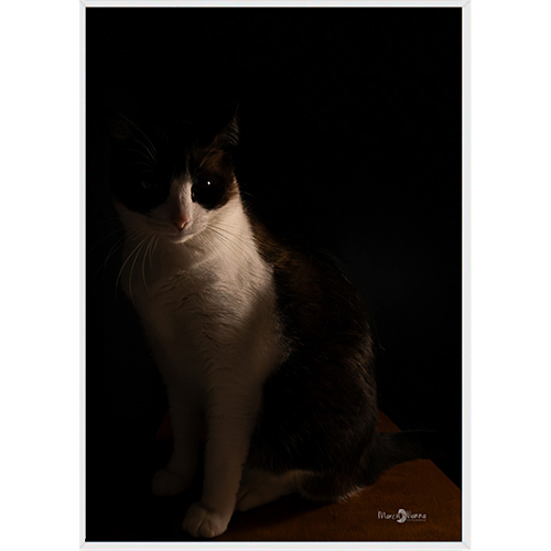 Quadro Gato - 010 - Moldura Filete Branco