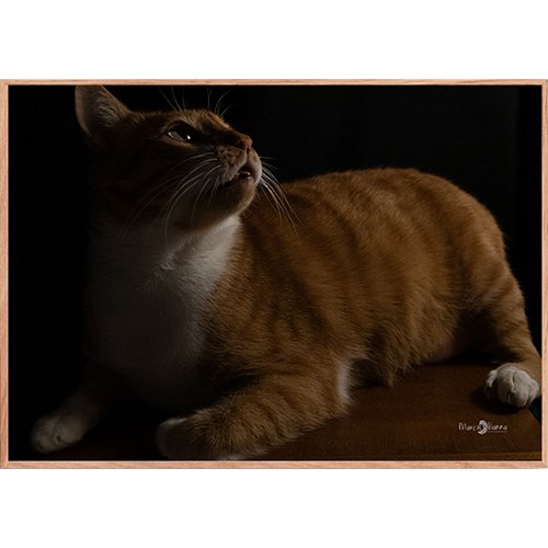 Quadro Gato Romeu - 011 - Moldura Filete Crua
