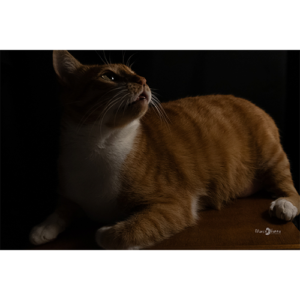 Pôster Gato Romeu - 011
