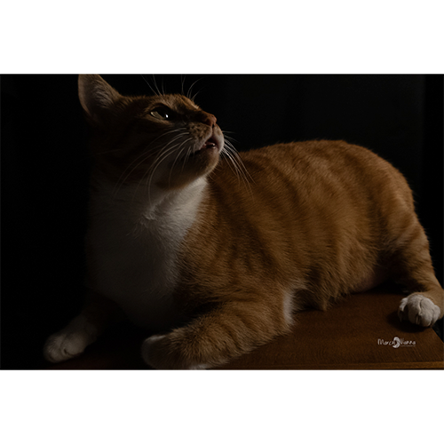 Pôster Gato Romeu - 011