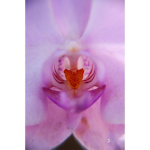 Pôster Orquídea Rosa - 018