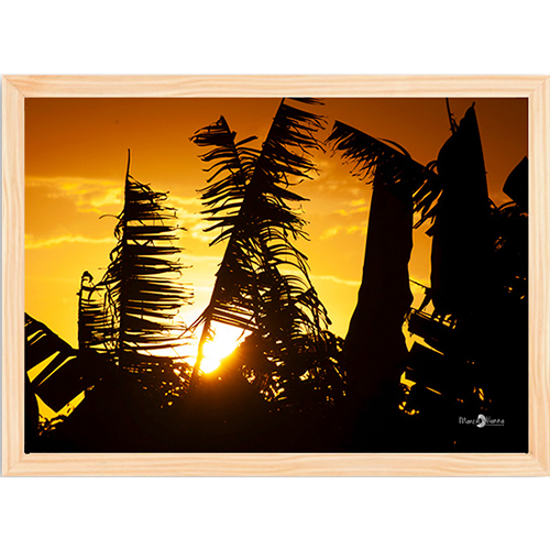 Quadro Pôr do Sol e Bananeiras - 017 - Moldura Tradicional Crua