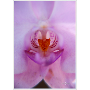 Quadro Orquídea Rosa - 018 - Moldura Filete Branco
