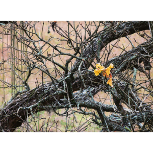 Pôster Natureza - 023