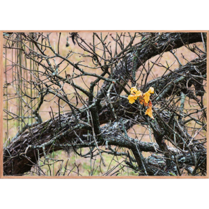 Quadro Natureza - 023 - Moldura Filete Crua