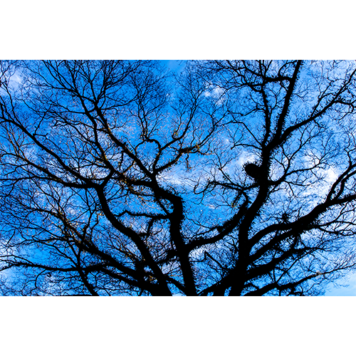 Pôster Arvore - 027