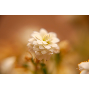 Pôster Flor Sépia - 030