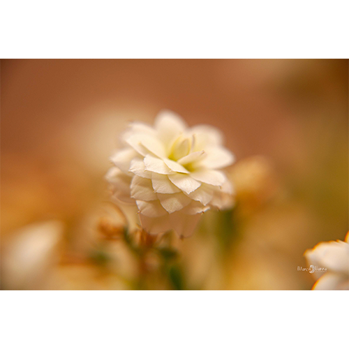 Pôster Flor Sépia - 030