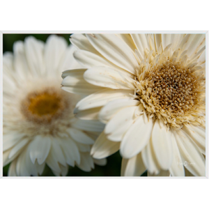 Quadro Margaridas - 034 - Moldura Filete Branco