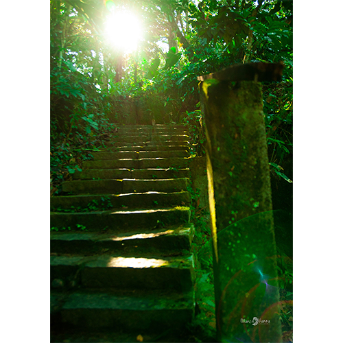 Pôster Escada Natureza - 037